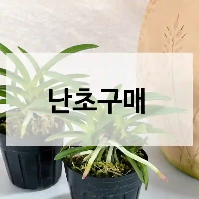 난초구매