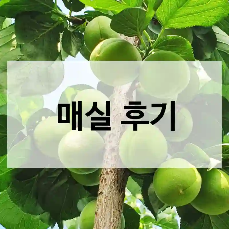 매실 후기
