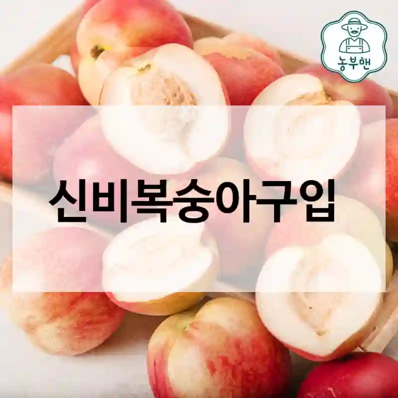 신비복숭아구입
