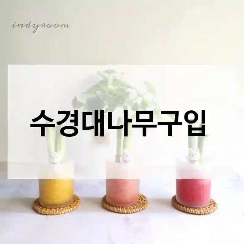 수경대나무구입