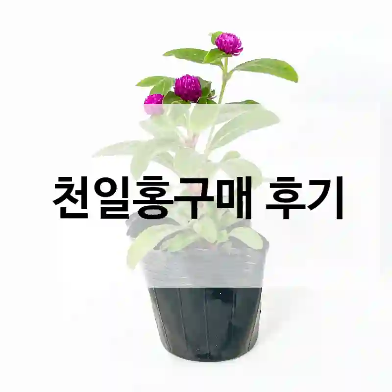 천일홍구매 후기