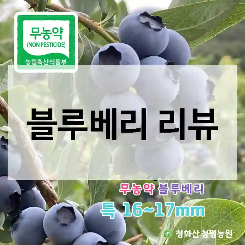 블루베리 리뷰