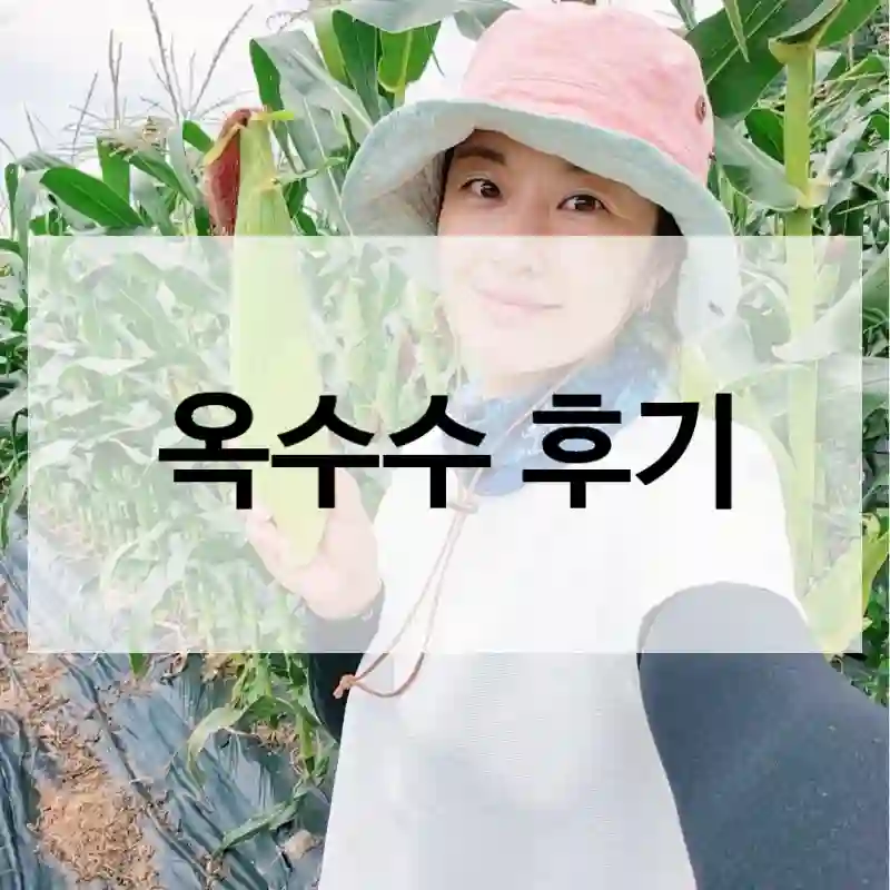 옥수수 후기