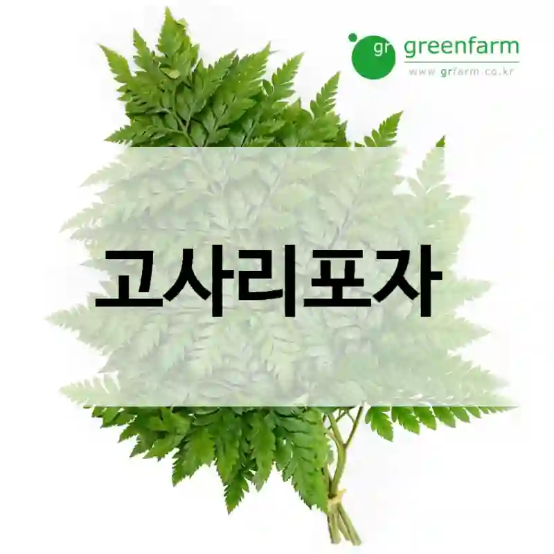 고사리포자