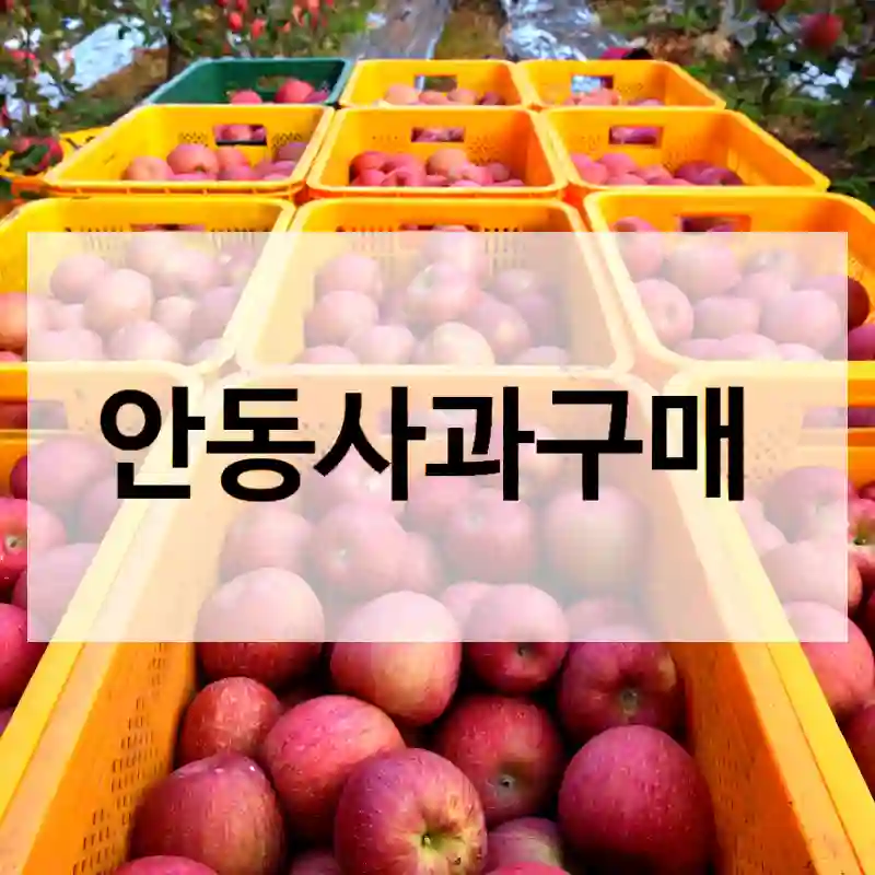 안동사과구매