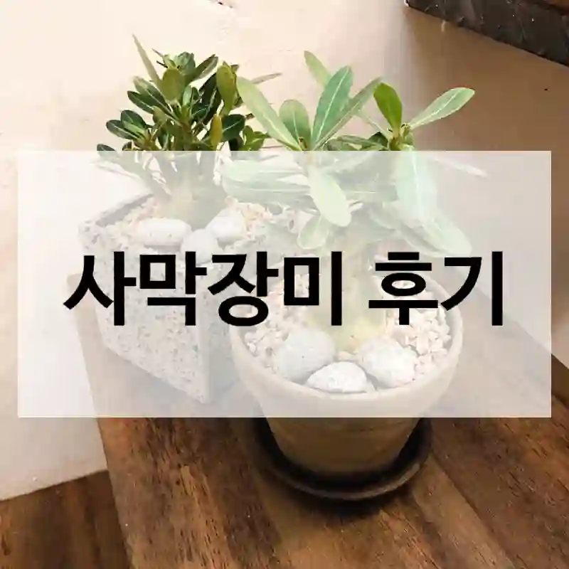 사막장미 후기